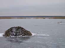 Ондатровые хатки