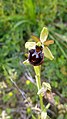 Ophrys sphegodes Germany - Iffezheim