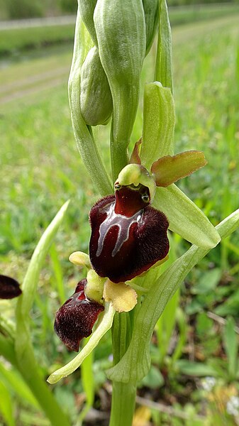 File:Ophrys sphegodes 47.jpg
