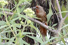 Description de l'image Orange-eyed Thornbird. 01.jpg.