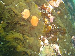 Orange sponge nudibranch