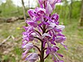 Orchis militaris Germany - Karlsruhe/Rappenwört