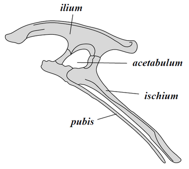 Ornithischian pelvis structure (left side)
