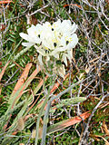 Miniatura per Ornithogalum arabicum