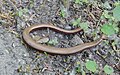 * Nomination Slow worm (Anguis fragilis) à Wyhl am Kaiserstuhl (Allemagne). --Gzen92 20:42, 10 May 2024 (UTC) * Refusée  Oppose The left part of the animal is blurred. --Espandero 21:45, 10 May 2024 (UTC)