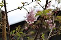 S322 鴛鴦桜 Oshidorizakura 花の写真
