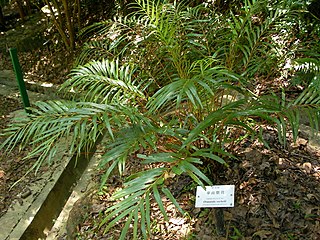 <i>Plenasium</i> Genus of ferns
