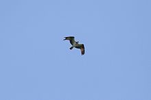 A high flying osprey passes the Allegheny Front Hawk Watch as it migrates south for the winter. The distinct M-shape of the silhouette is a key identifier for this species. Osprey at Allegheny Front Hawk Watch.jpg