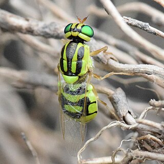 <i>Oxycera trilineata</i> Species of fly