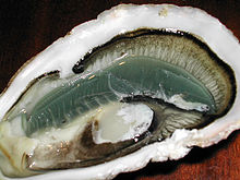 Intérieur d'une huître, la coquille contenant notamment un long organe gris bleuté formant un croissant, les branchies.