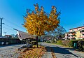 English: Maple tree and sailboat Deutsch: Ahornbaum und Segelboot