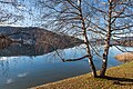 English: Birches at the waterline of the Wörther See Deutsch: Birken am Ufer des Wörter Sees