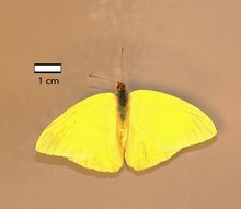 Pinned Clouded Sulphur, collected in Saint Simons Island, Georgia P. sennae.tif