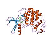 2bhh: پروتئین کیناز 2 وابسته به سیکلین انسانی در کمپلکس با مهارکننده 4-هیدروکسی پیپریندین سولفونیل-ایندیروبین