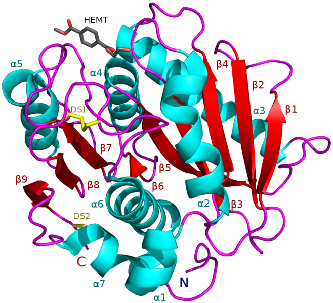 File:PETase 5XH3 with HEMT-cartoon.png