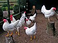 Des poules et coq Leghorn blancs de type moderne.