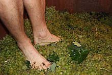 Grape stomping during the a traditional grape harvest festival in Spain. PISADO DE LA UVA.jpg