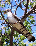 Thumbnail for Thick-billed cuckoo