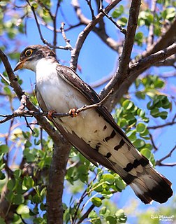 Thick-billed cuckoo Species of bird