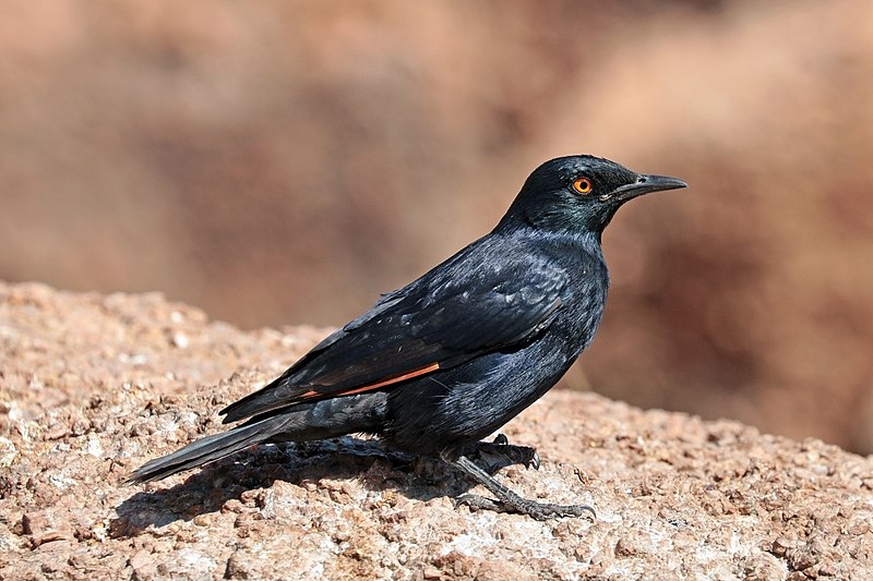 File:Pale-winged starling (Onychognathus nabouroup).jpg