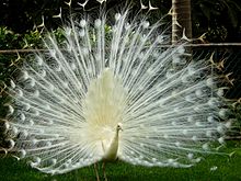 A leucistic Indian peacock Paon blanc Madere 2008.jpg