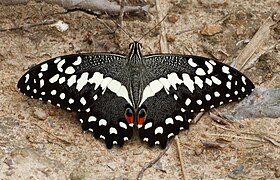 Papilio demoleus Linnaeus, 1758 – Lime Swallowtail.jpg