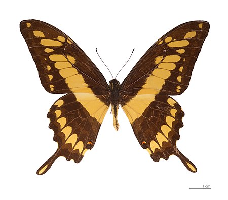 Papilio_thoas