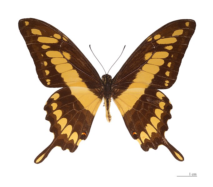 File:Papilio thoas thoas MHNT dos.jpg