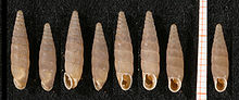 Papillifera solida shell.jpg