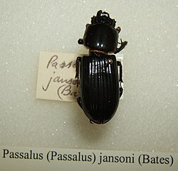 Passalus jansoni sjh.jpg