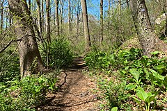 The Patriots' Path by the Black River