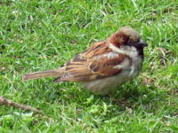 House sparrow, a common resident in built-up areas. Paxaro071eue.jpg