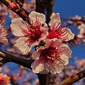 * Nomination Peach flowers - 1st day of spring - Romagna - Italy --Terragio67 18:41, 21 March 2022 (UTC) * Decline Lacks detail on the main subject plus posterization in the background --MB-one 20:20, 21 March 2022 (UTC)