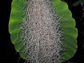 ʻUmiʻumi-o-Dole with a taro leaf background.