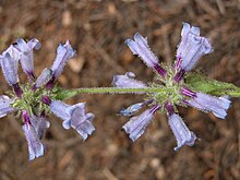 Penstemon anguineus.jpeg