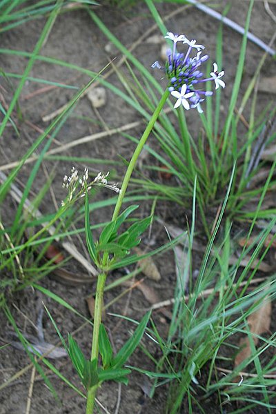 File:Pentanisia angustifolia 1.jpg