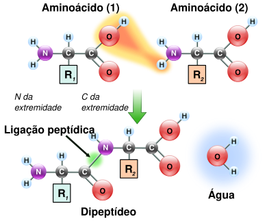 Peptidformationball pt BR.svg