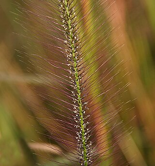 <i>Perotis</i> (plant) Genus of grasses