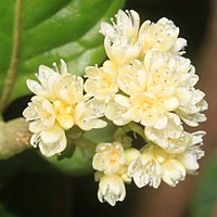 総状花序になる花