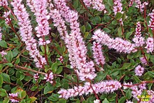 Persicaria vaccinifolia (SG) (33030323685).jpg