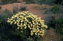 Petrophile megalostegia.jpg