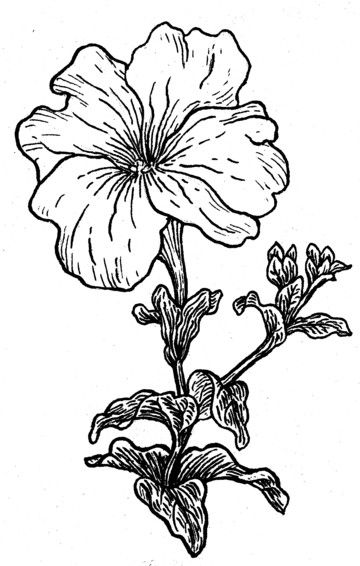 File:Petunia (PSF).png