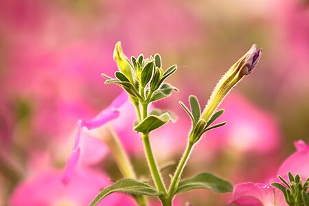 Photo of a flower, cool backlighted... +2 exposure for flower details..