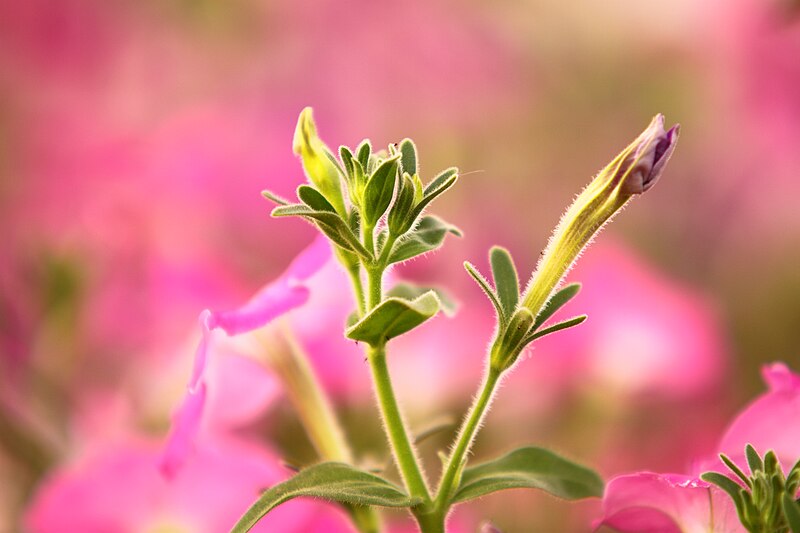 File:Petunia from a park.jpg