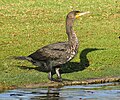 Phalacrocorax auritus double-crested cormorant C, Y