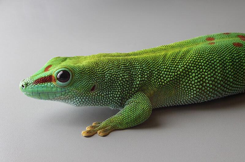 File:Phelsuma grandis, Stuttgart Zoological Garden.jpg