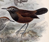 Black-throated wren (Pheugopedius atrogularis) Pheugopedius atrogularis 1902.jpg