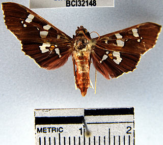 <i>Phostria temira</i> Species of moth