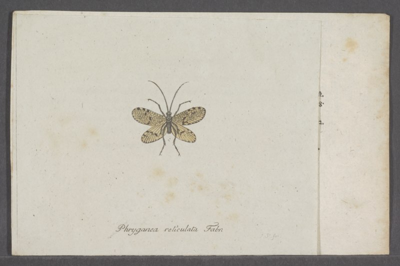 File:Phryganea - Print - Iconographia Zoologica - Special Collections University of Amsterdam - UBAINV0274 064 04 0002.tif