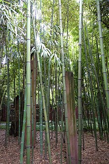 Phyllostachys angusta - Wangjianglou Park - Ченгду, Китай - DSC05919.jpg